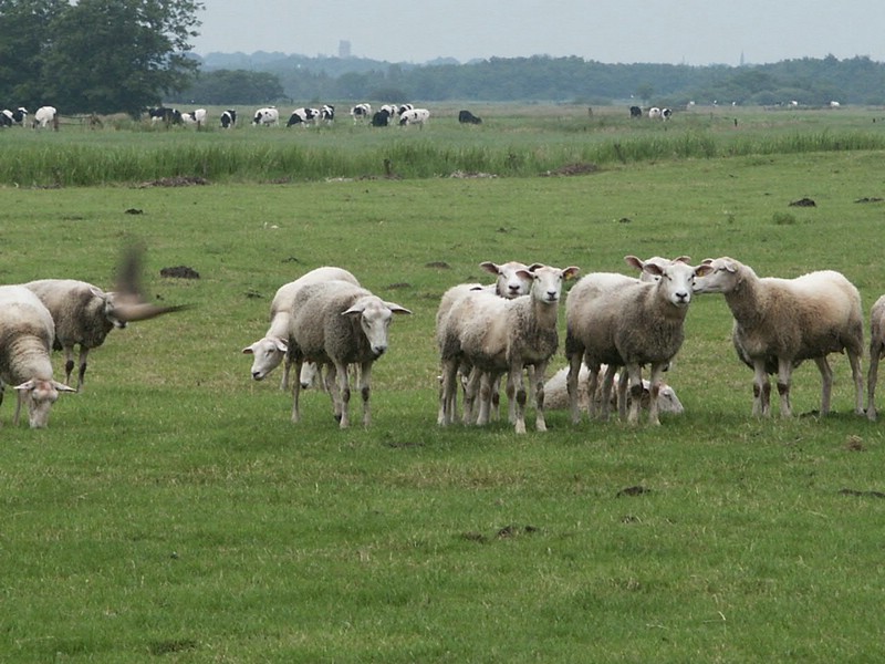 Schapen 01.JPG