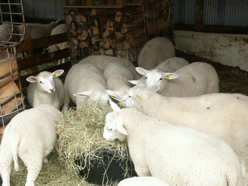 Schapen 02.JPG