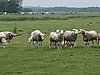 Schapen 01.JPG