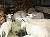 Schapen 02.JPG