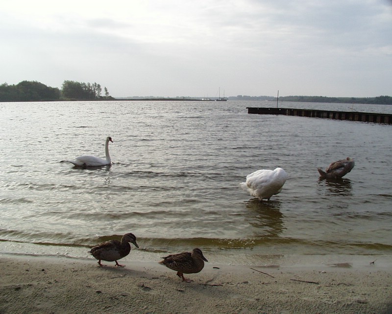 Lauwersoog (027).jpg