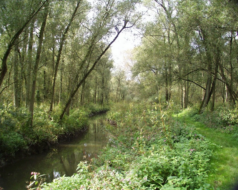 Biesbosch 02.jpg