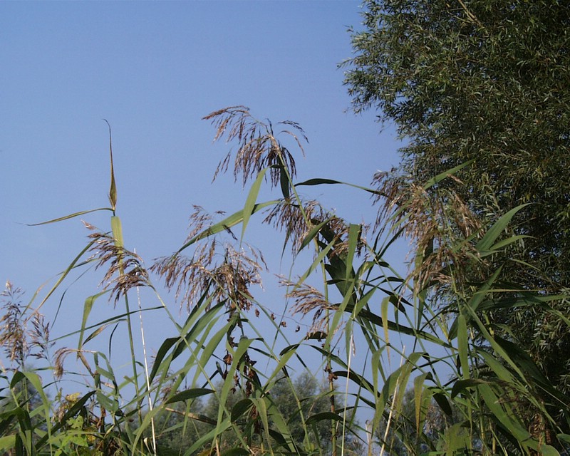 Riet 01.jpg