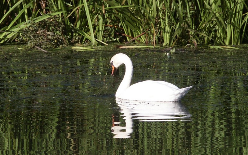 Thijjsedag 2003 Bunnik (51).JPG