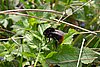 hommel_5277.jpg