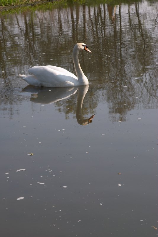 zwaan met reflectie_5640.jpg