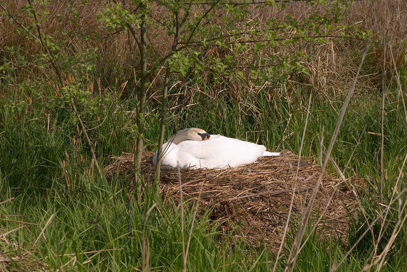 zwaan op nest_5651.jpg