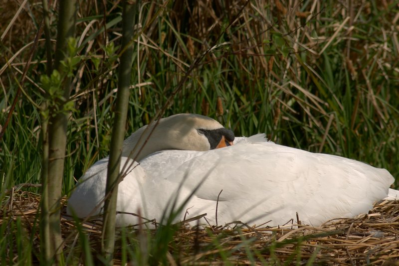 zwaan op nest_5652.jpg