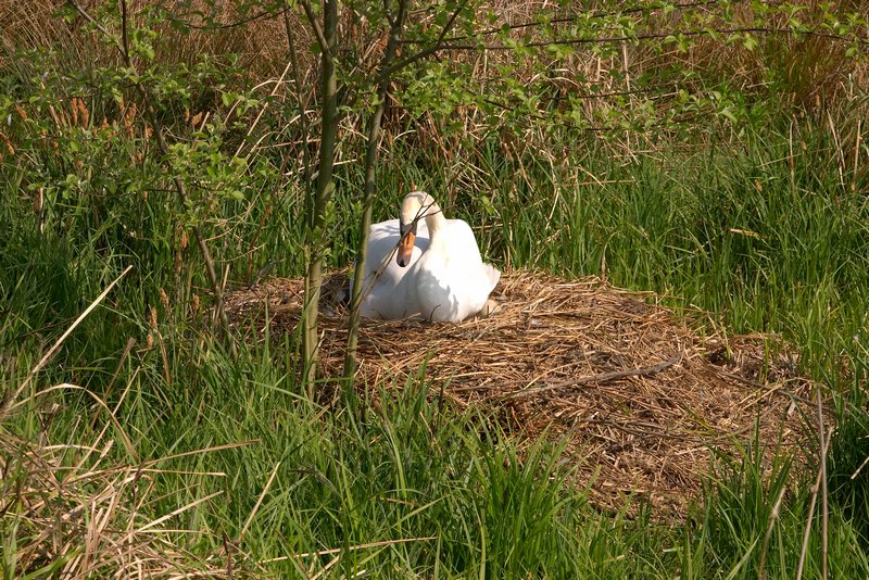 zwaan op nest_5666.jpg