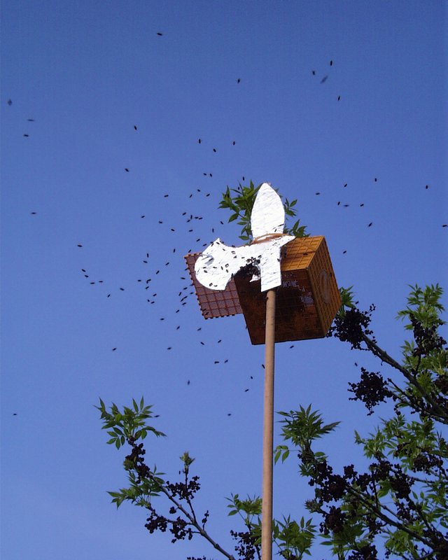 Henk's bijen avontuur (06).JPG