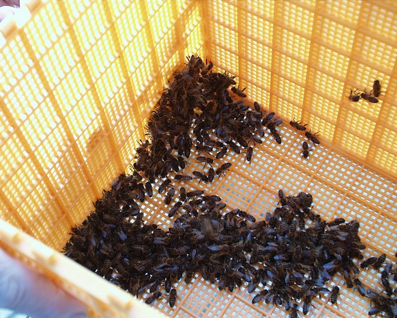 Henk's bijen avontuur (08).JPG