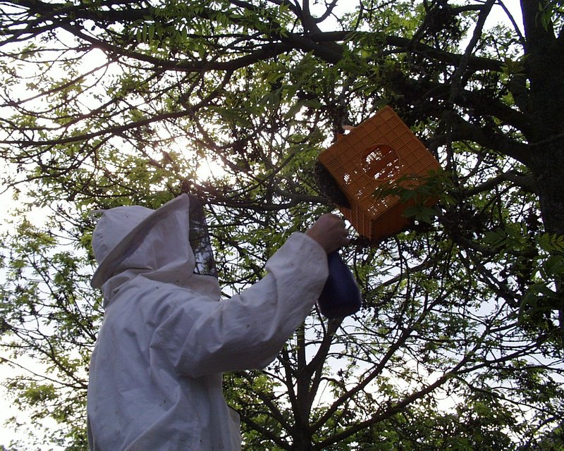 Henk's bijen avontuur (15).JPG