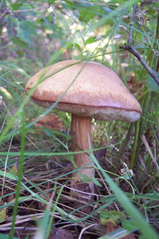 S6001435f.JPG