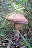 S6001435f.JPG