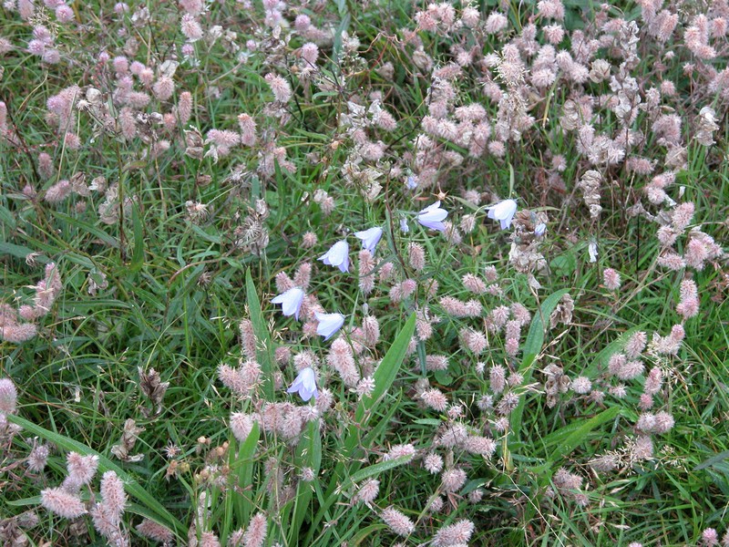 Falsterbo 2007 (013).JPG