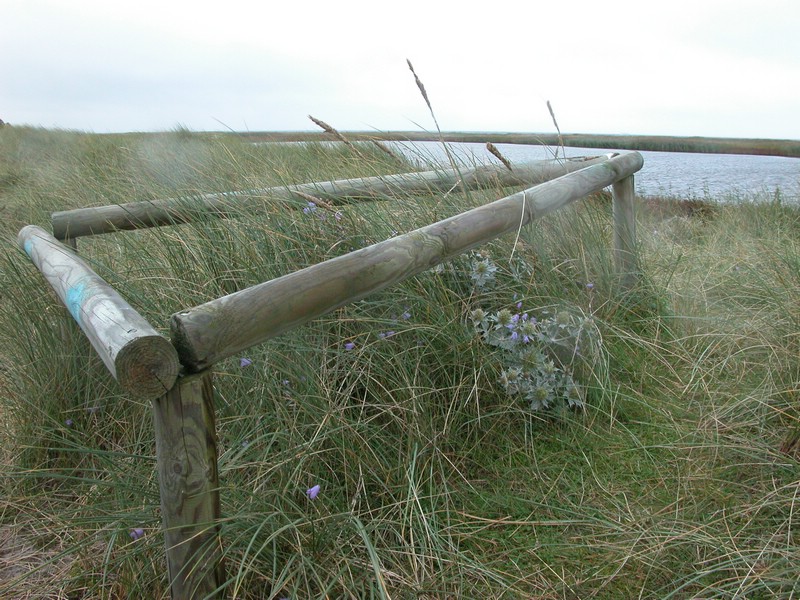 Falsterbo 2007 (023).JPG