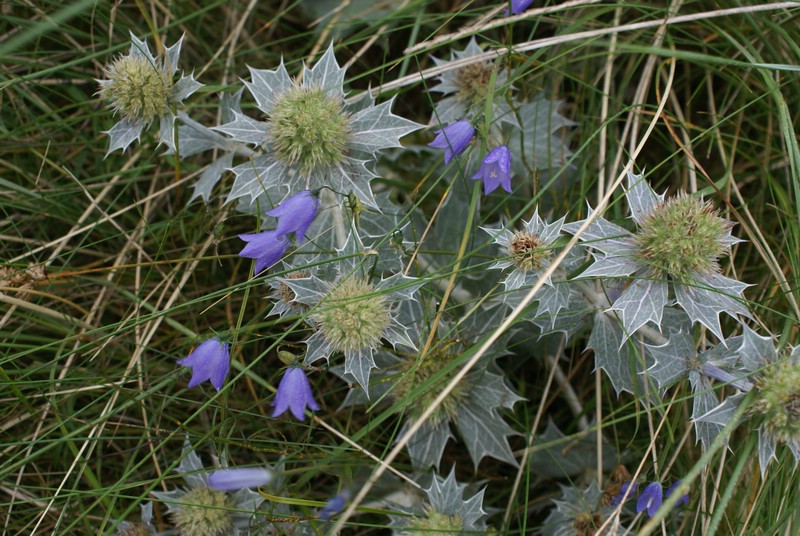 Falsterbo 2007 (028).JPG