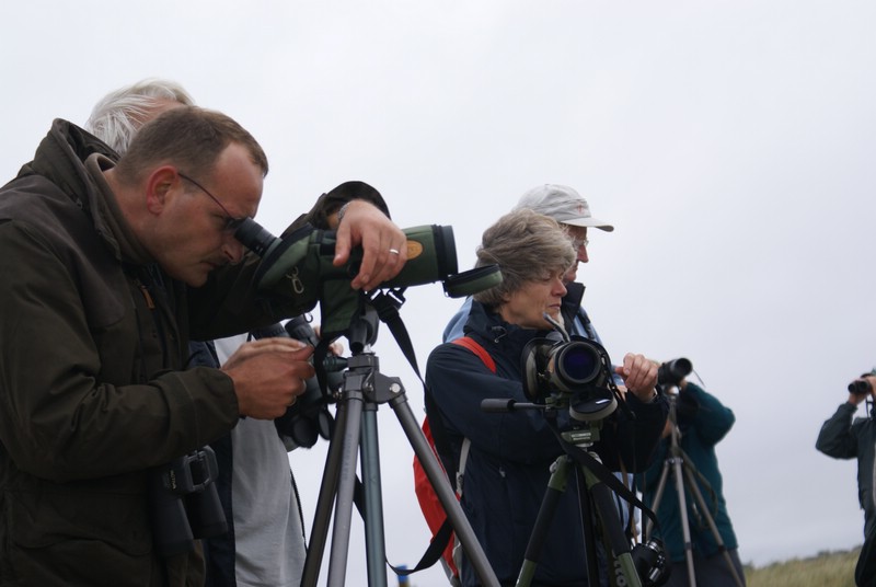 Falsterbo 2007 (038).JPG