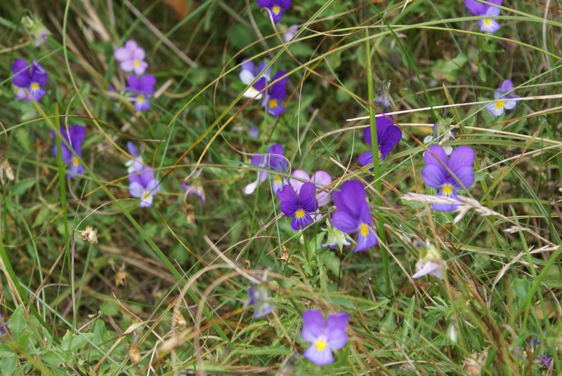 Falsterbo 2007 (044).JPG