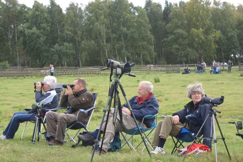 Falsterbo 2007 (061).JPG