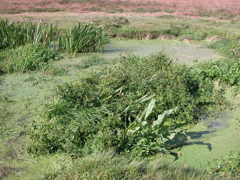 Falsterbo 2007 (062).JPG