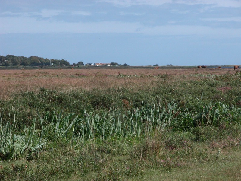 Falsterbo 2007 (072).JPG