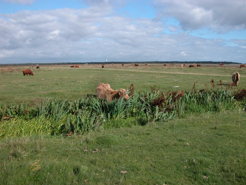 Falsterbo 2007 (075).JPG