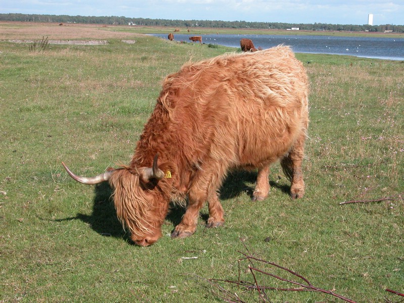 Falsterbo 2007 (083).JPG