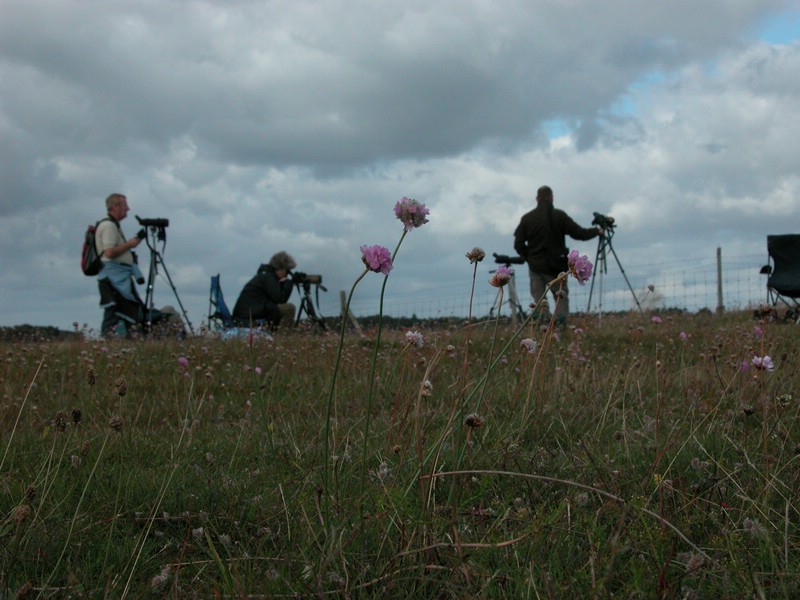 Falsterbo 2007 (090).JPG