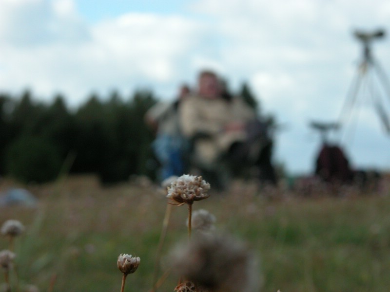 Falsterbo 2007 (095).JPG