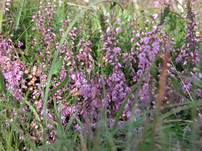 Falsterbo 2007 (098).JPG