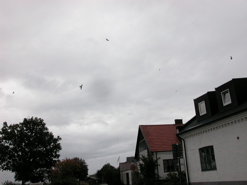 Falsterbo 2007 (217).JPG