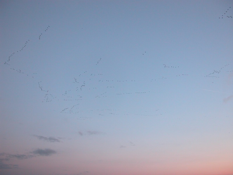 Falsterbo 2007 (395).JPG
