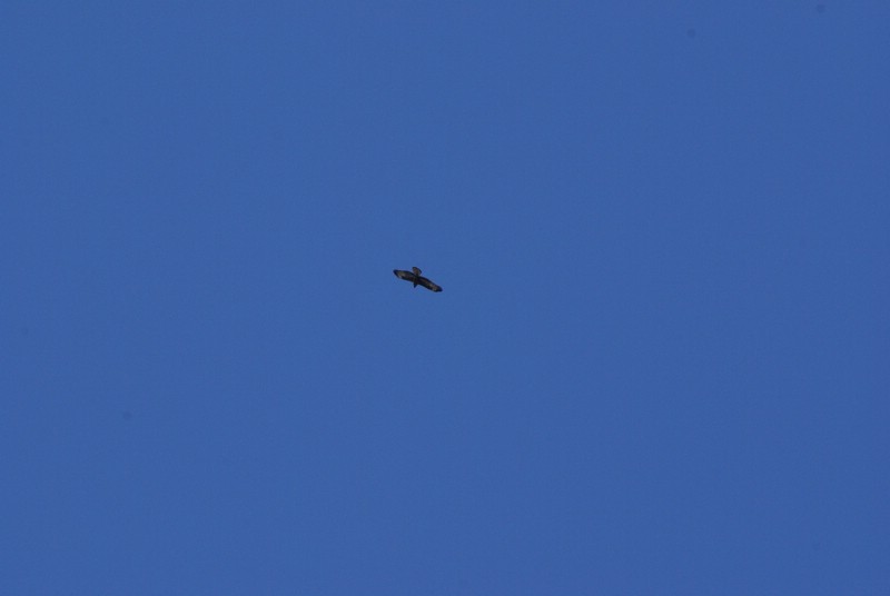Falsterbo 2007 (511).JPG