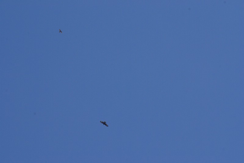 Falsterbo 2007 (512).JPG