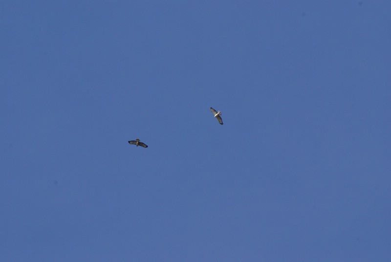 Falsterbo 2007 (516).JPG