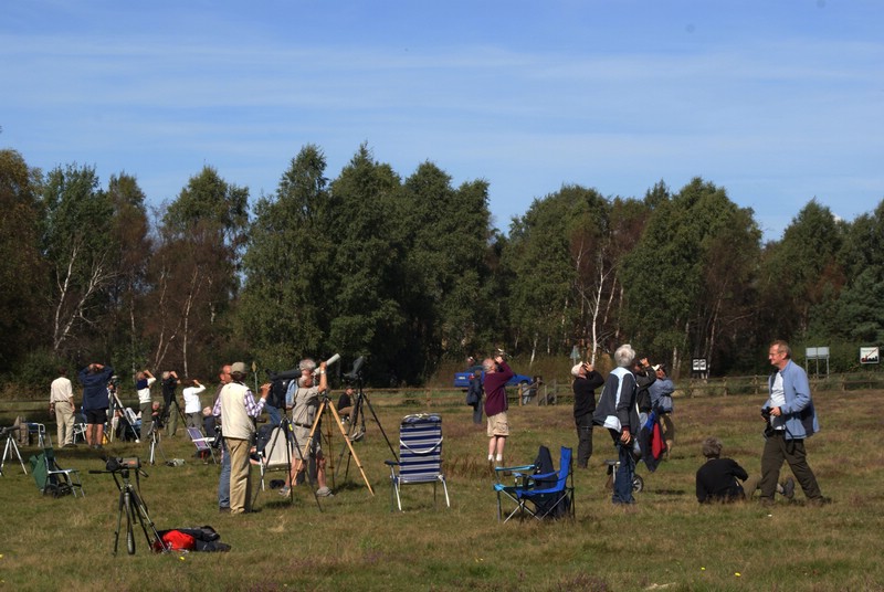 Falsterbo 2007 (523).JPG