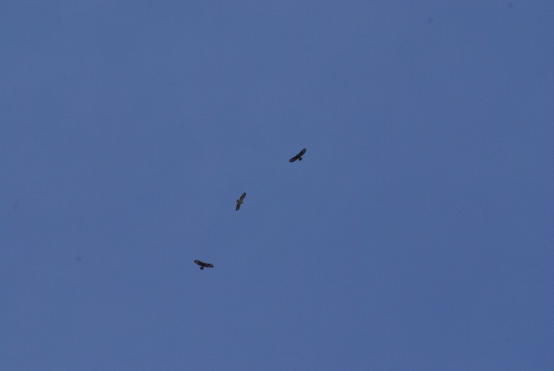 Falsterbo 2007 (535).JPG