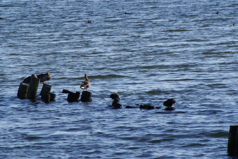 Falsterbo 2007 (549).JPG