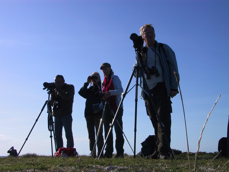 Falsterbo 2007 (552).JPG