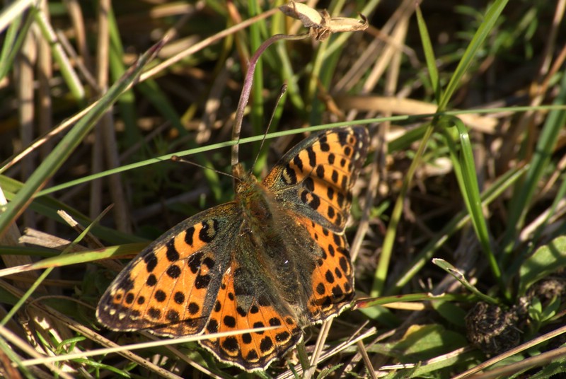 Falsterbo 2007 (557).JPG