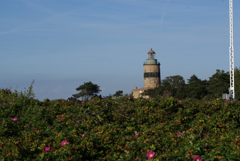 Falsterbo 2007 (561).JPG