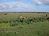 Falsterbo 2007 (075).JPG