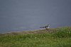 Falsterbo 2007 (201).JPG