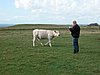 Falsterbo 2007 (270).JPG