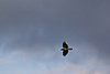 Falsterbo 2007 (466).JPG