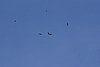 Falsterbo 2007 (540).JPG