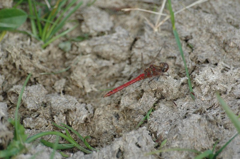 Zweden Falsterbo 2007 014.jpg