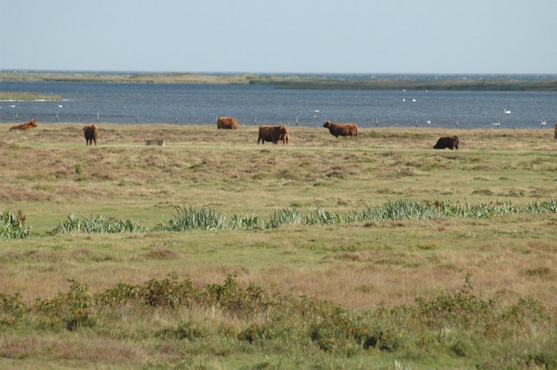 Zweden Falsterbo 2007 020.jpg