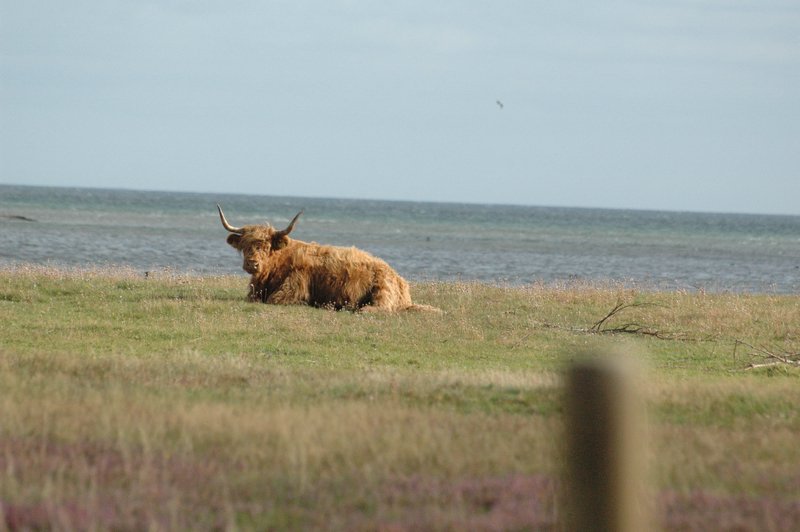 Zweden Falsterbo 2007 032.jpg